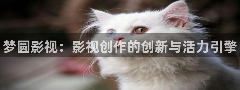 久久久99视频